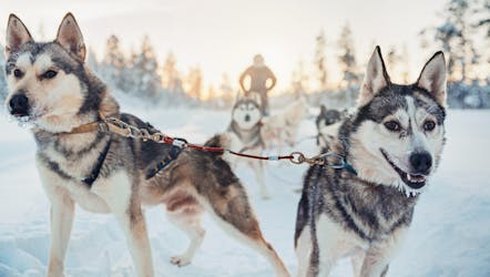 Safári de husky de 4 horas na Lapônia finlandesa